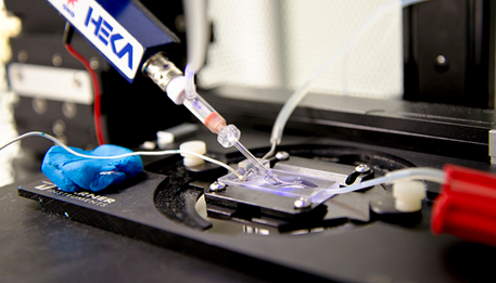 Research – FRANK LAB